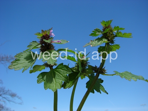 deadnettle, purple